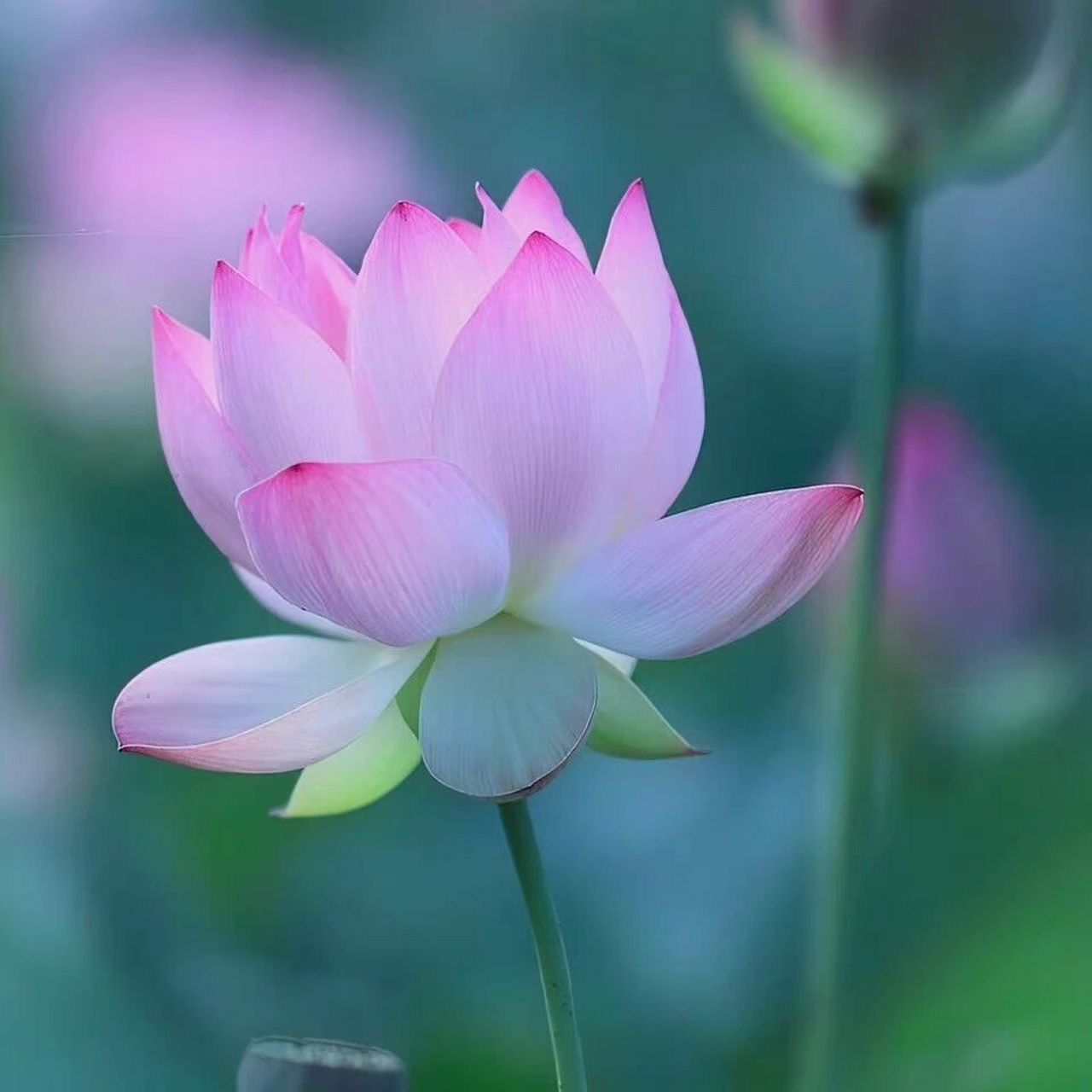 超火佛系荷花头像 佛系女孩必备 快点/他一起用吧