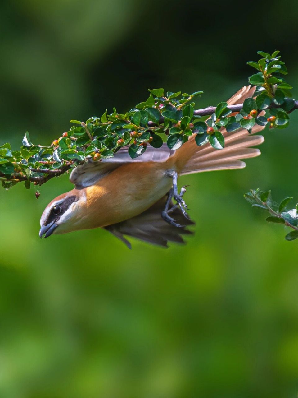 鸟类图鉴|红尾伯劳 红尾伯劳论体型在伯劳科伯劳属内是中等偏小的