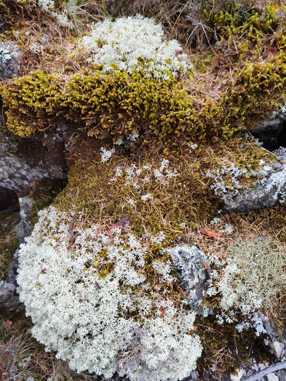 阿尔山大峡谷 大峡谷位于阿尔山兴安林场东南 20 公里处的原始森林中