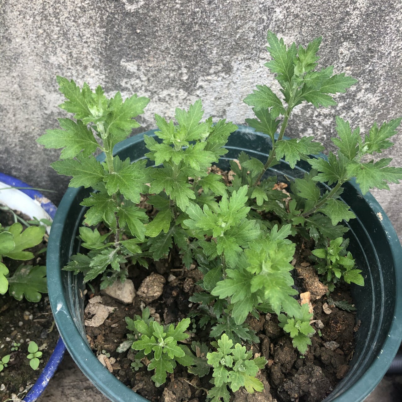 果然不一样的菊花连叶子都长的不一样 1:纽扣菊 2:千头菊草莓心 3