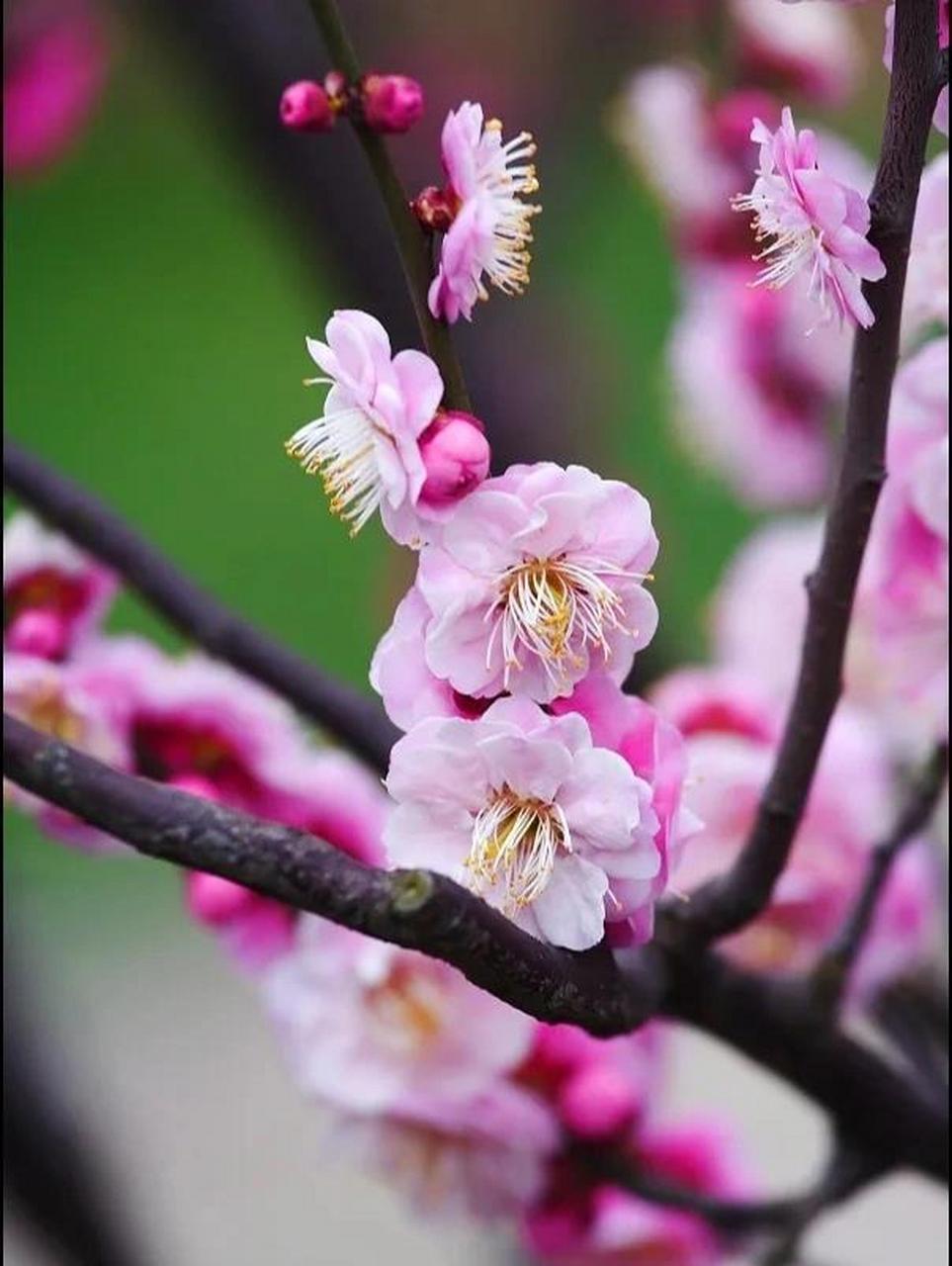 六首梅花诗,惊艳了整个冬天 自古以来,梅花便是"花中四君子"之首