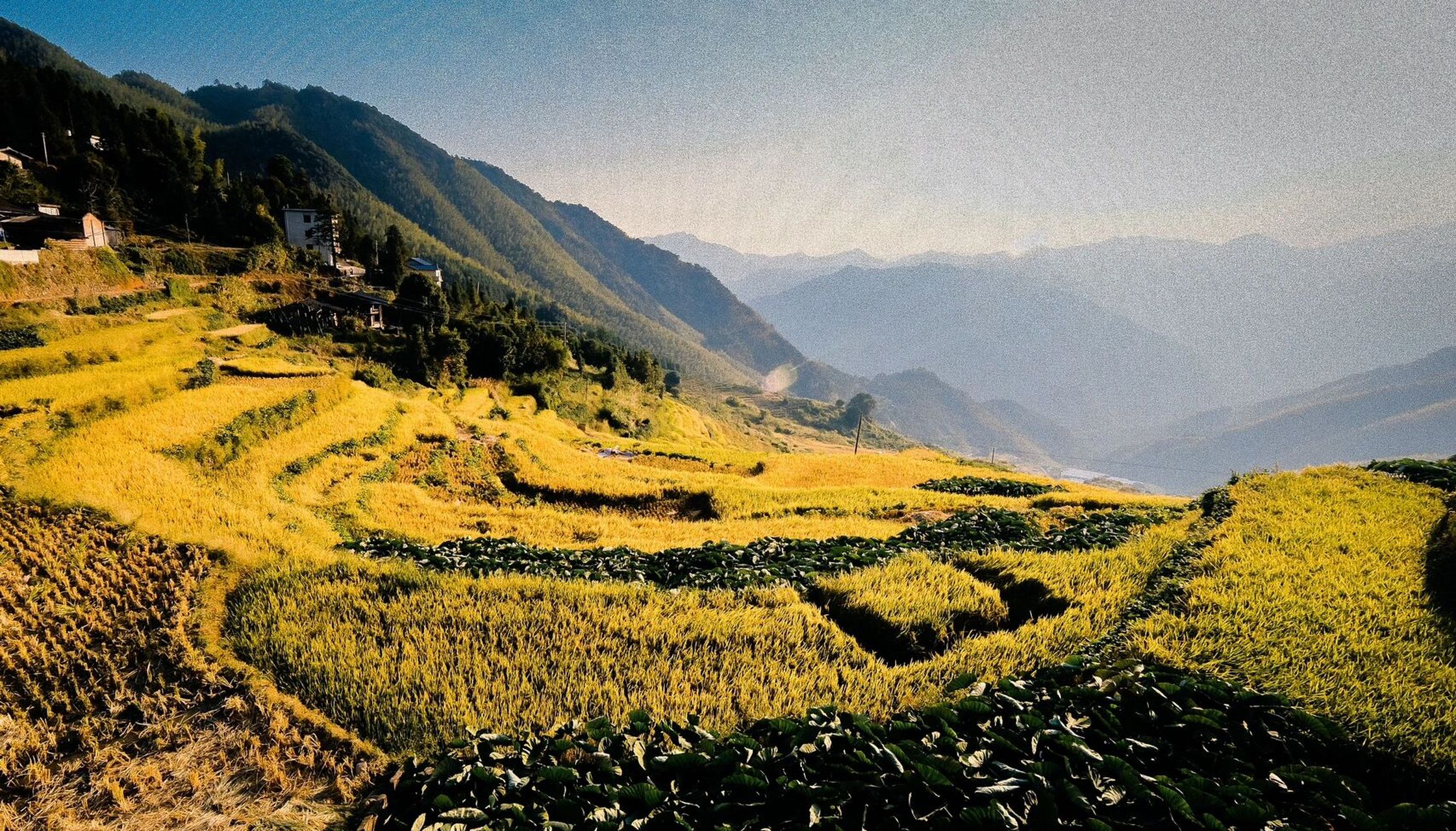 「联合梯田」@尤溪·三明·福建 福建的秋天如果说要看到颜色的变化