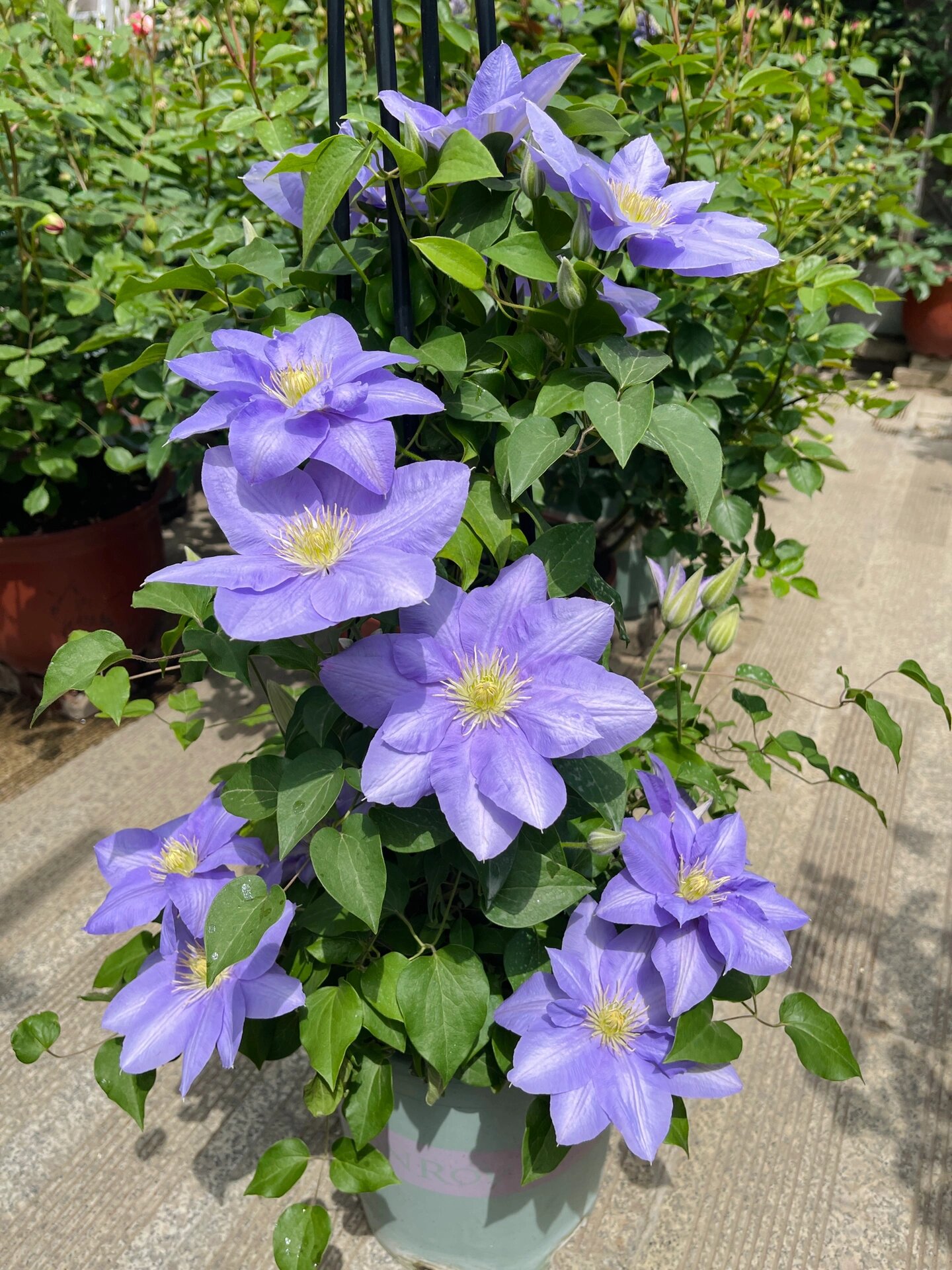 铁线莲•塞尚 野草一样的生命力,很好养的一款铁,花期也长.