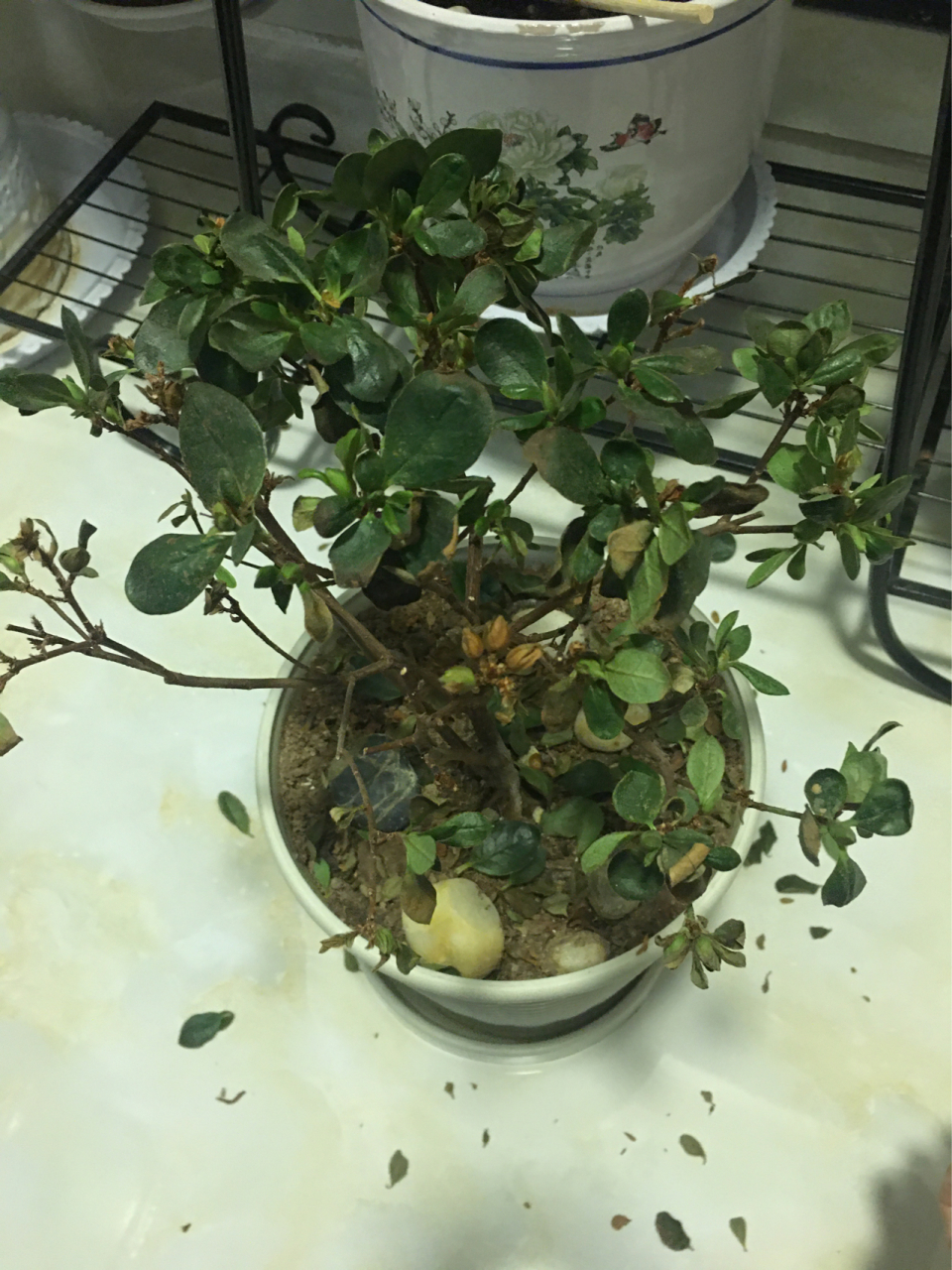杜鹃花掉叶子,干枯怎么救?