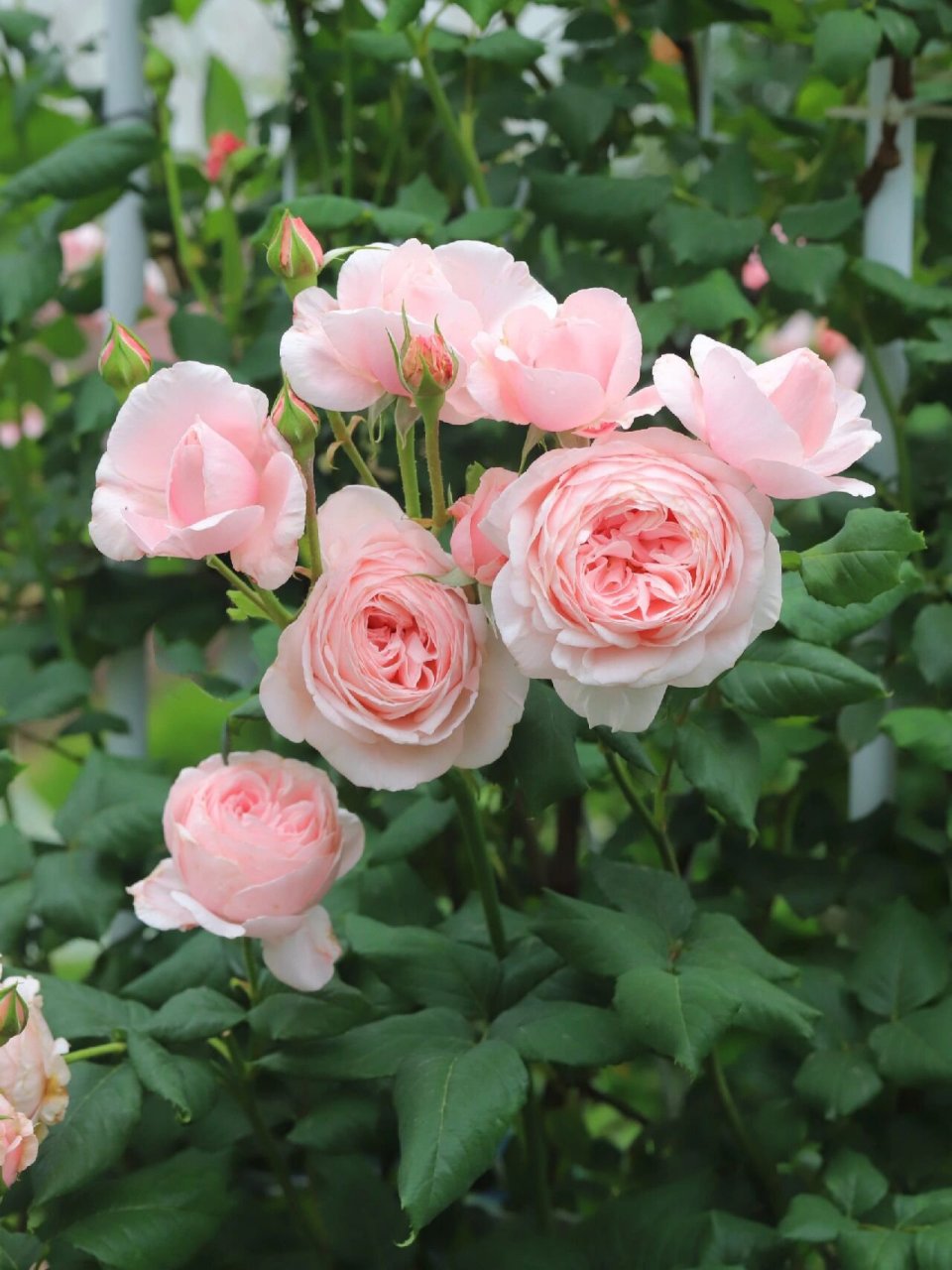 浓香不垂头的粉色藤本月季——娜荷马 娜荷马,1991年法国培育的一款