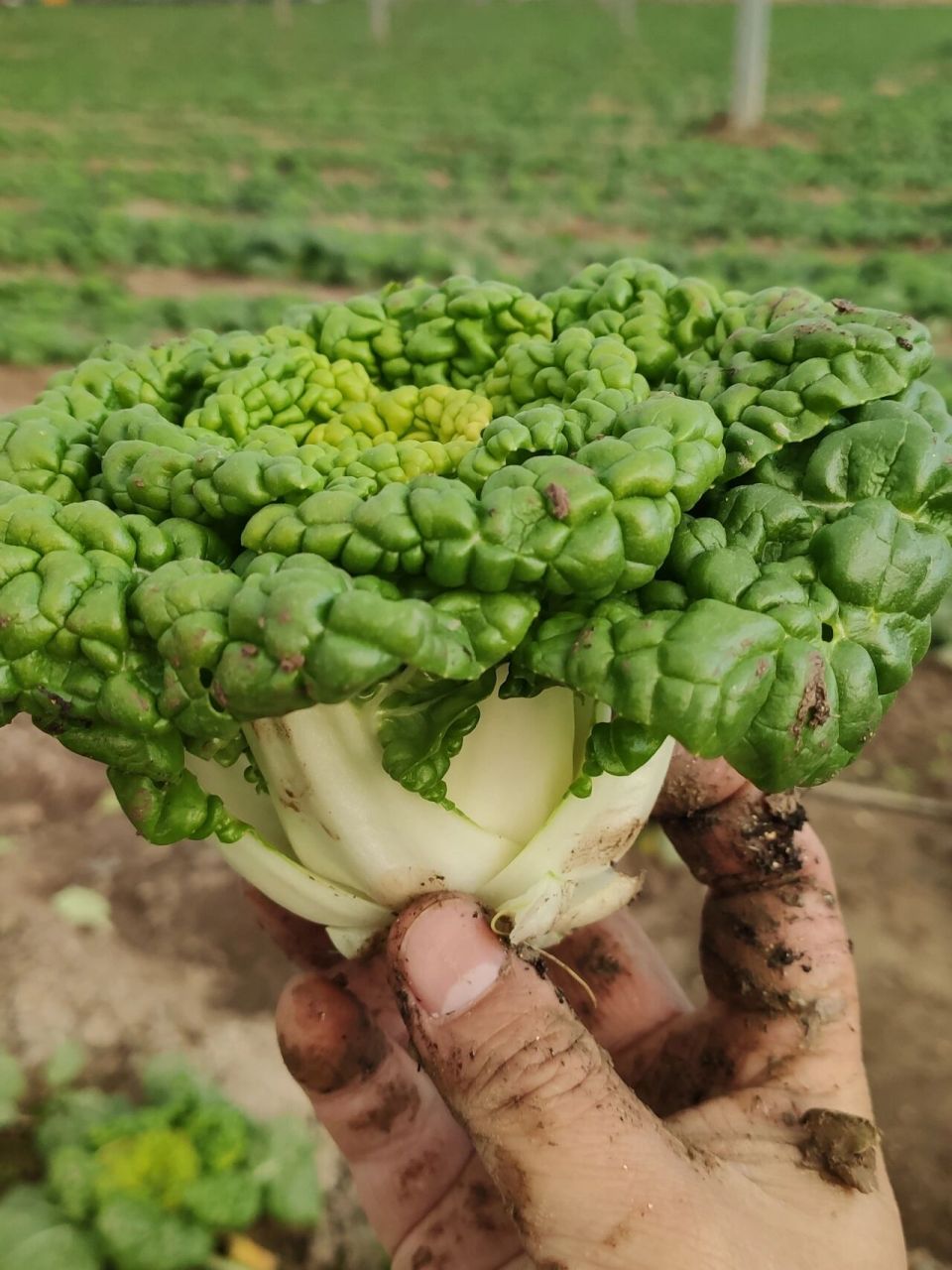 黄心菜(11月初定植) 无丝无渣,爆炒good.