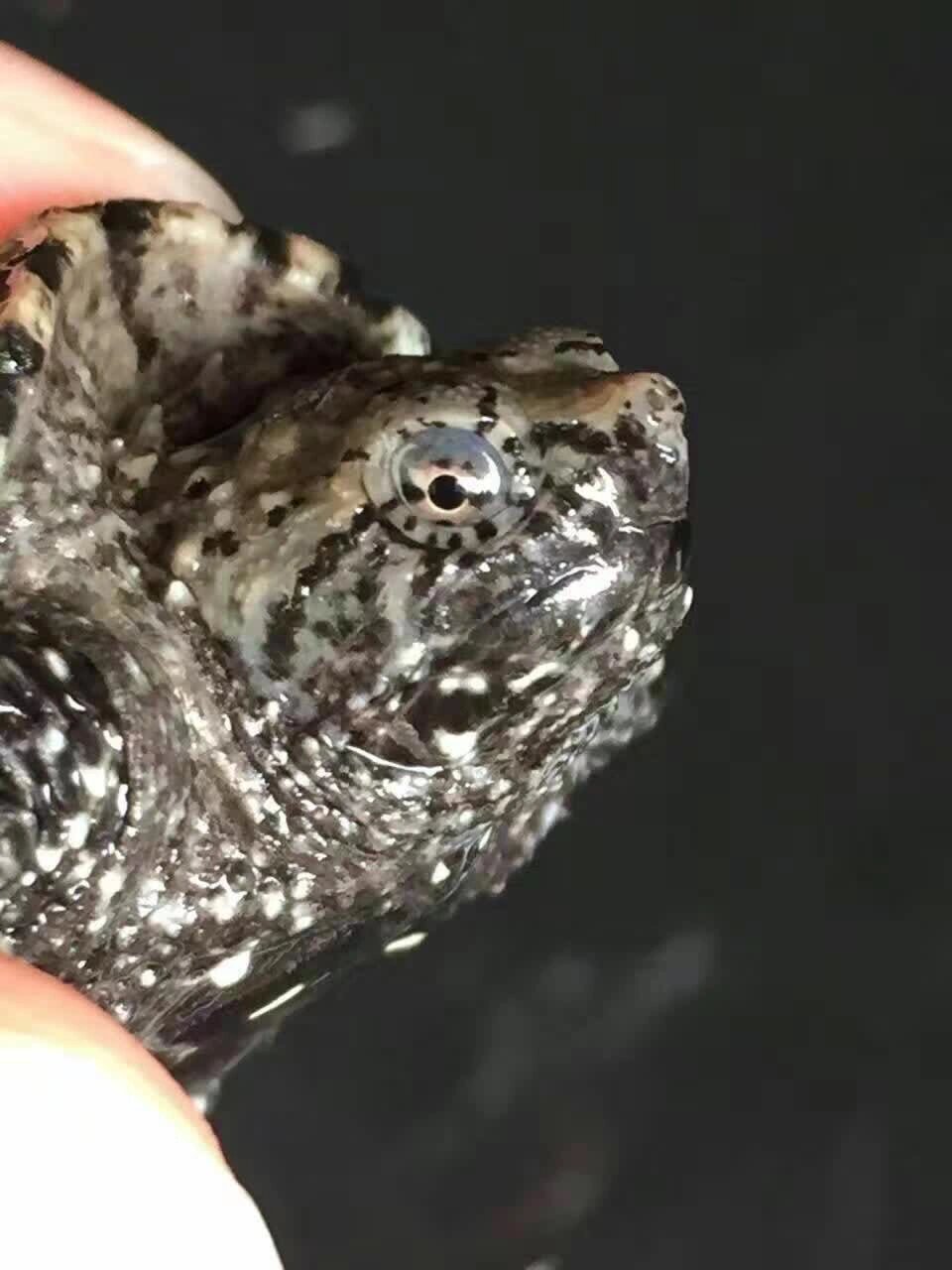 鳄龟的饲养过程中稍不注意就会出现腐皮的症状,这对于鳄龟来说是致命