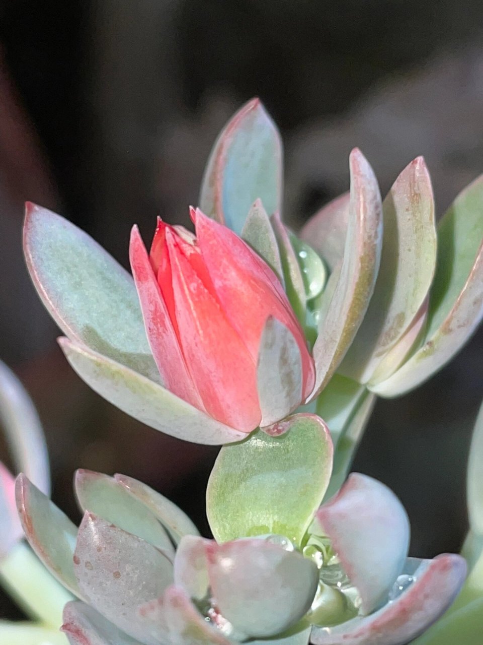 唐印开花 多肉植物唐印开花,这个花朵为红色,花朵顶端开口较小