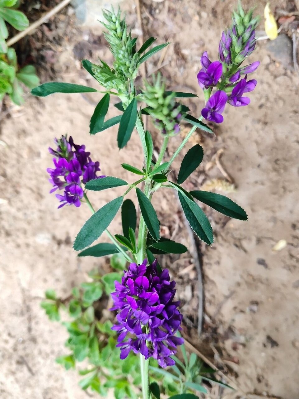 紫花苜蓿营养价值表图片