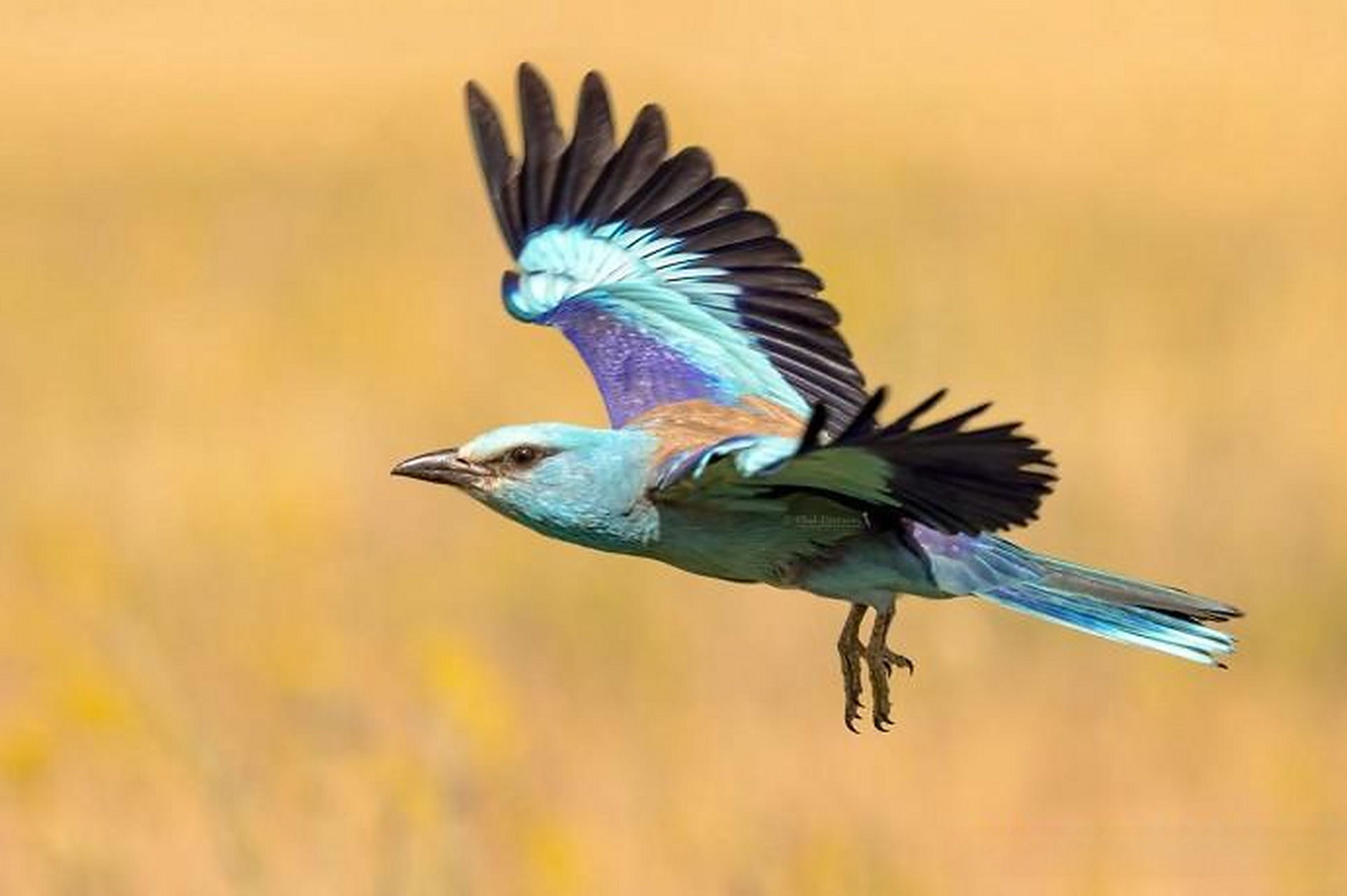 【鸟类主题生态摄影作品】 摄影师:phil davson 头条创作挑战赛