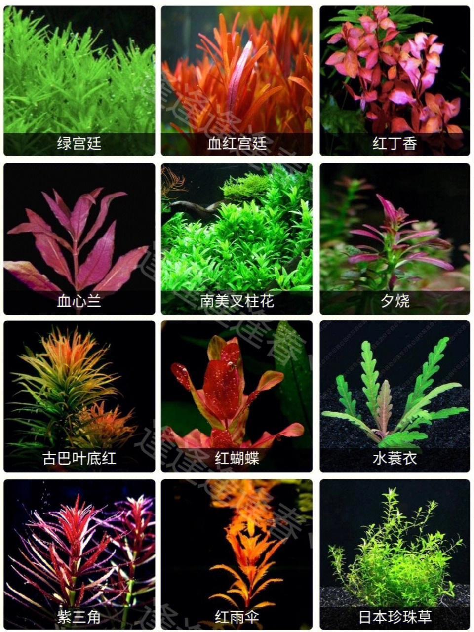 海草种类名称及图片图片