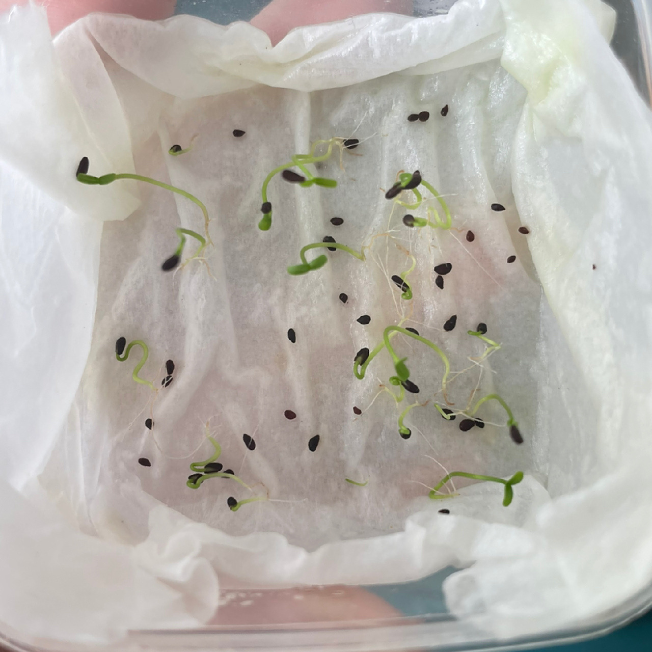 蓝莓种子终于发芽了    感觉发芽率还是蛮高的