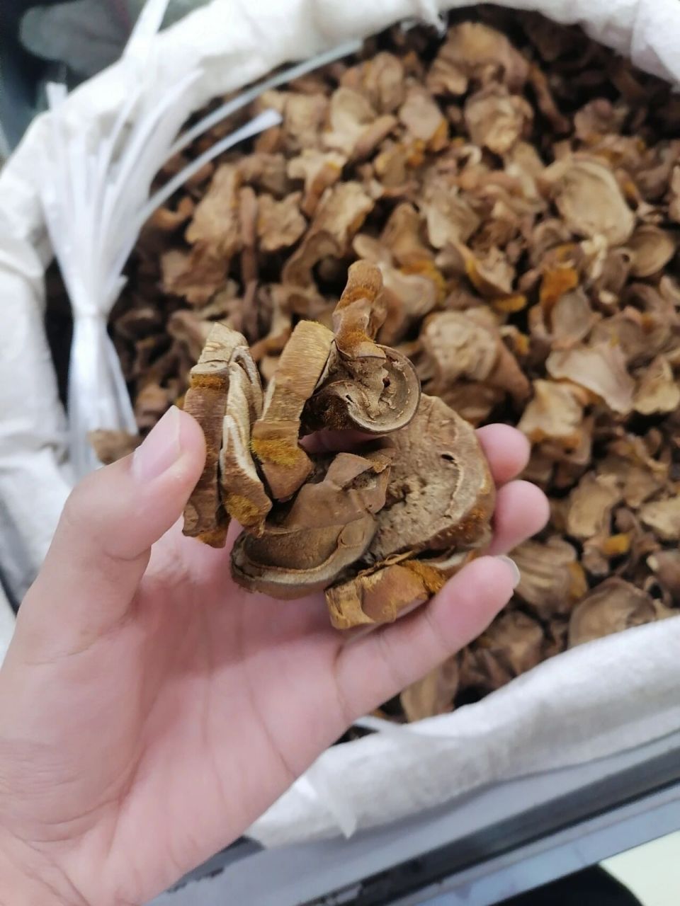 中药材狗脊 品质药材交易