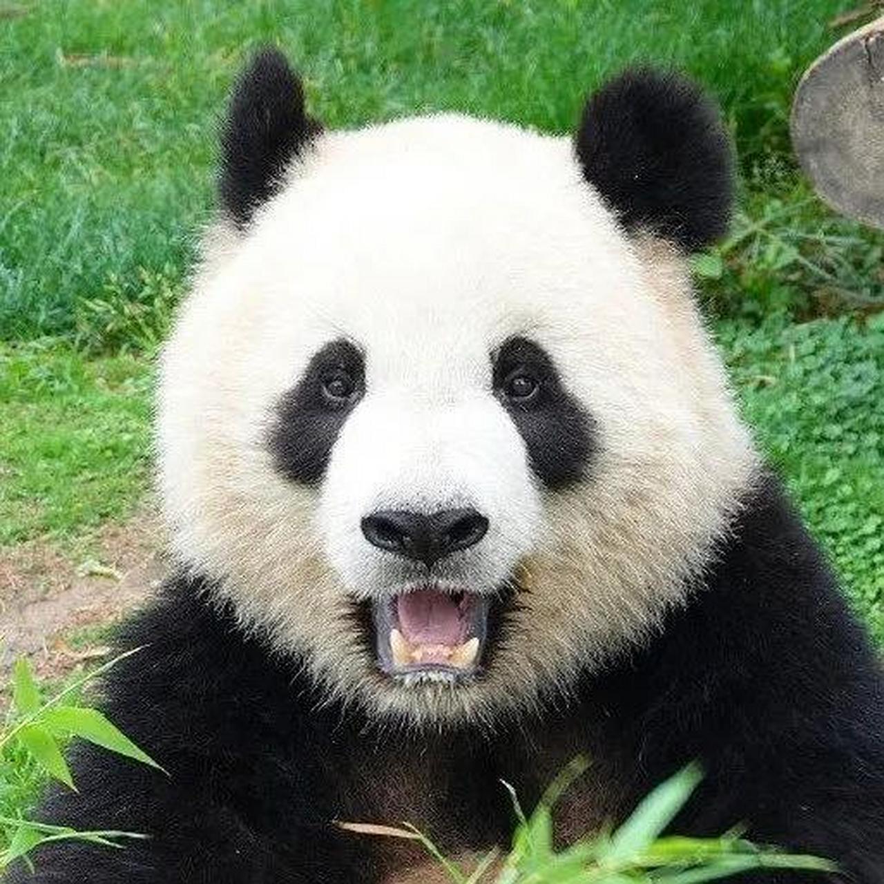 大熊猫圈里面有个大头娃娃,它的名字叫做雪宝.