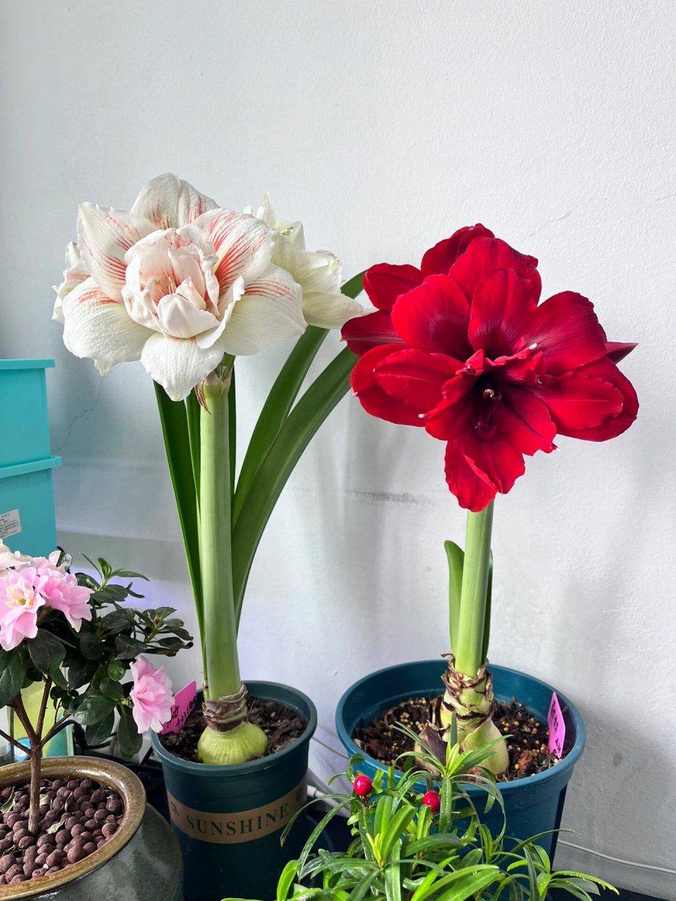 朱顶红迪卡女王 迪卡女王,丝绒质感,黑红色,黑又亮的感觉,自带高贵感