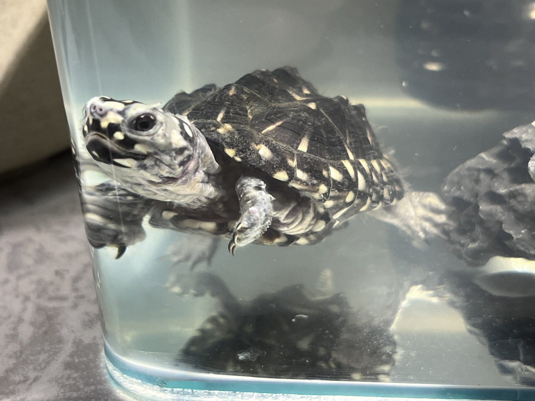 斑点池龟饲养 求助各位大佬,孩子是不是腐皮了,还是在蜕皮啊,正常开食