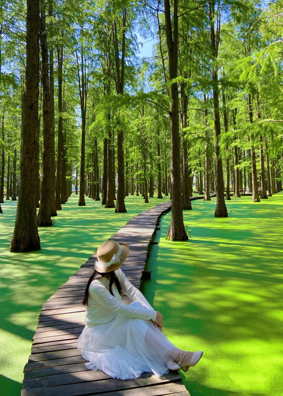 扬州旅游|水上森林|渌洋湖湿地公园 99扬州市江都区江龙公路邵伯镇