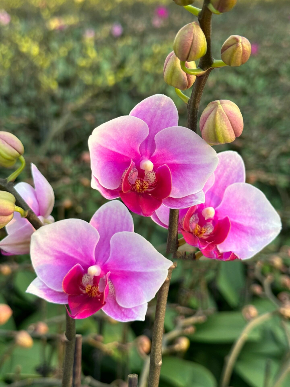 特级蝴蝶兰第三名粉红珍珠,高端花艺之首选 中小花型粉红珍珠,矮化好