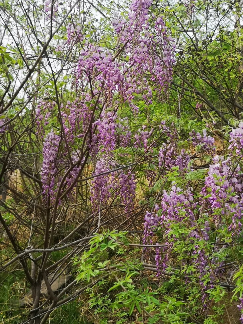 紫藤花食用方法图片