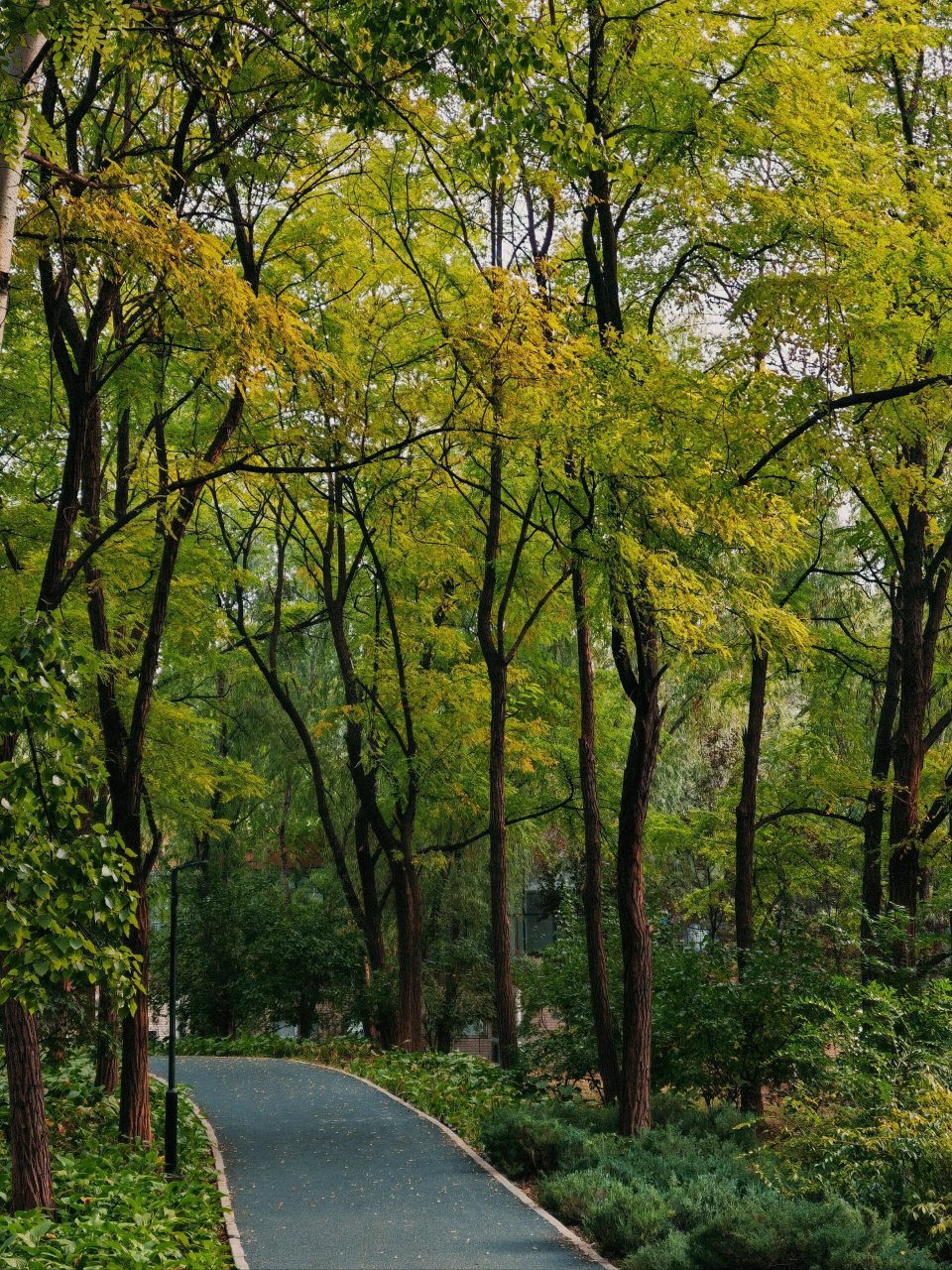 朝阳公园的秋景 最爱坐在公园长椅上聊天