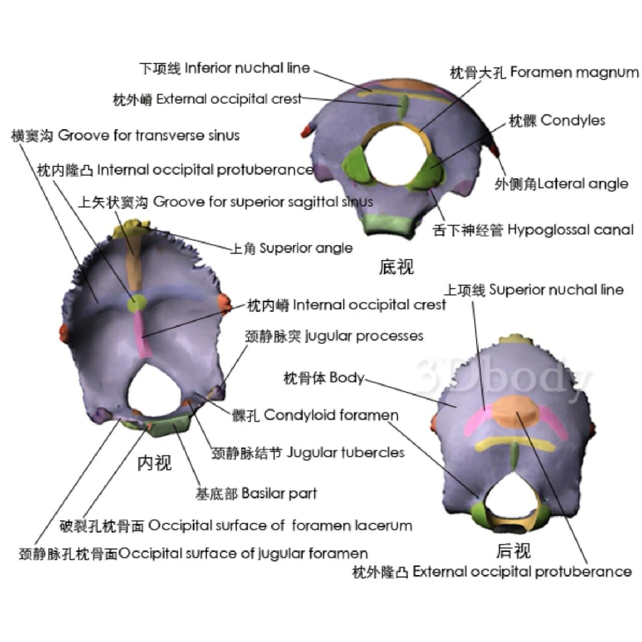 枕骨大孔的位置图片