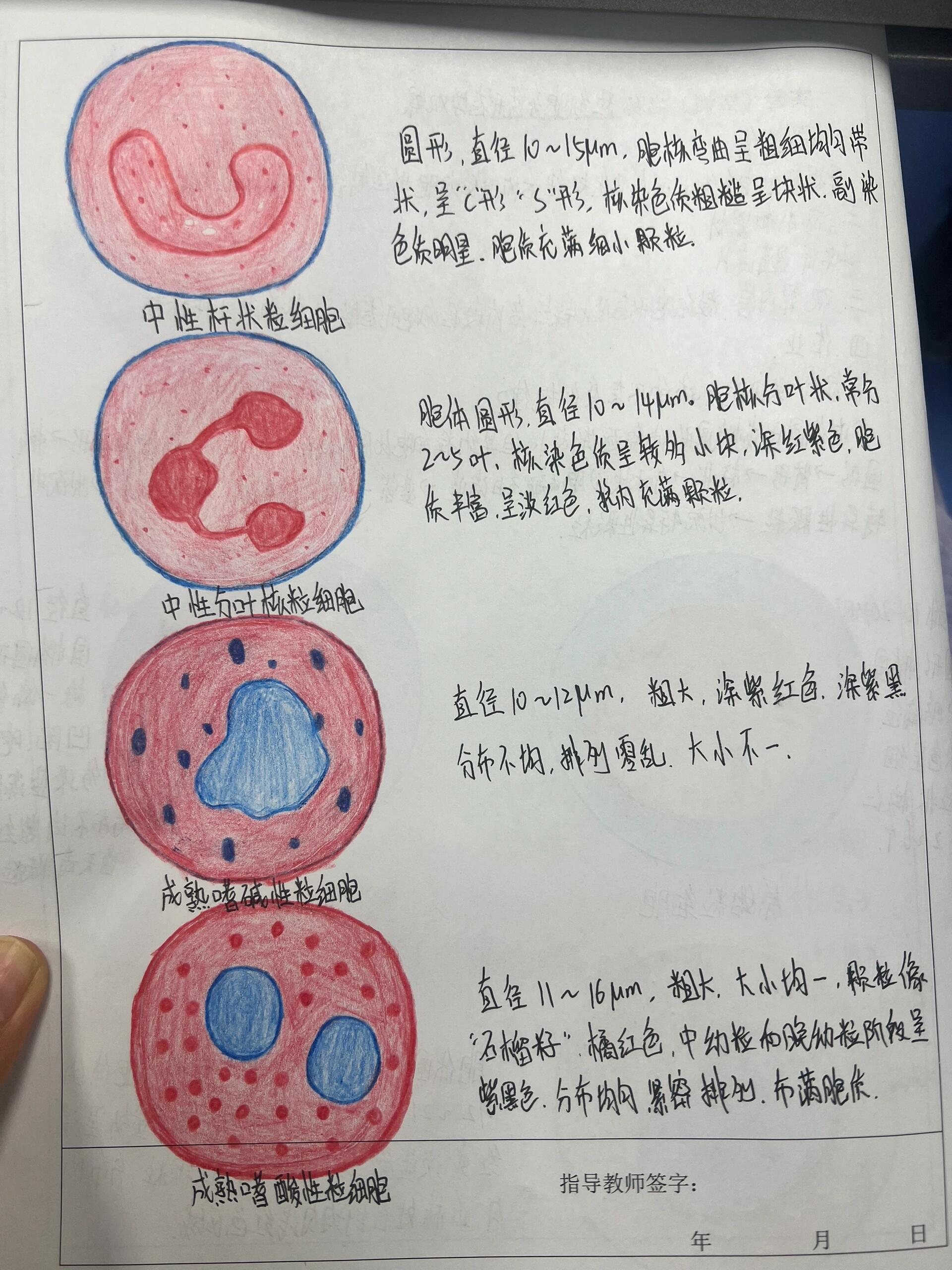 原始粒细胞 , 早幼粒细胞 ,中性中幼粒细胞 ,中性杆状粒细胞,中性分叶