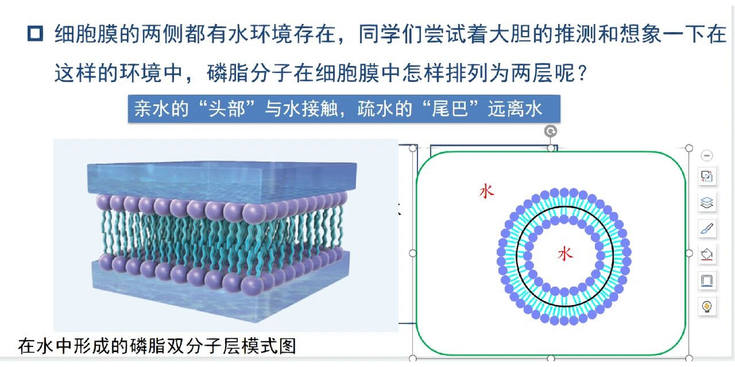 生物必修一——细胞膜的结构与功能(上) 磷脂分子在水中能自发地形成
