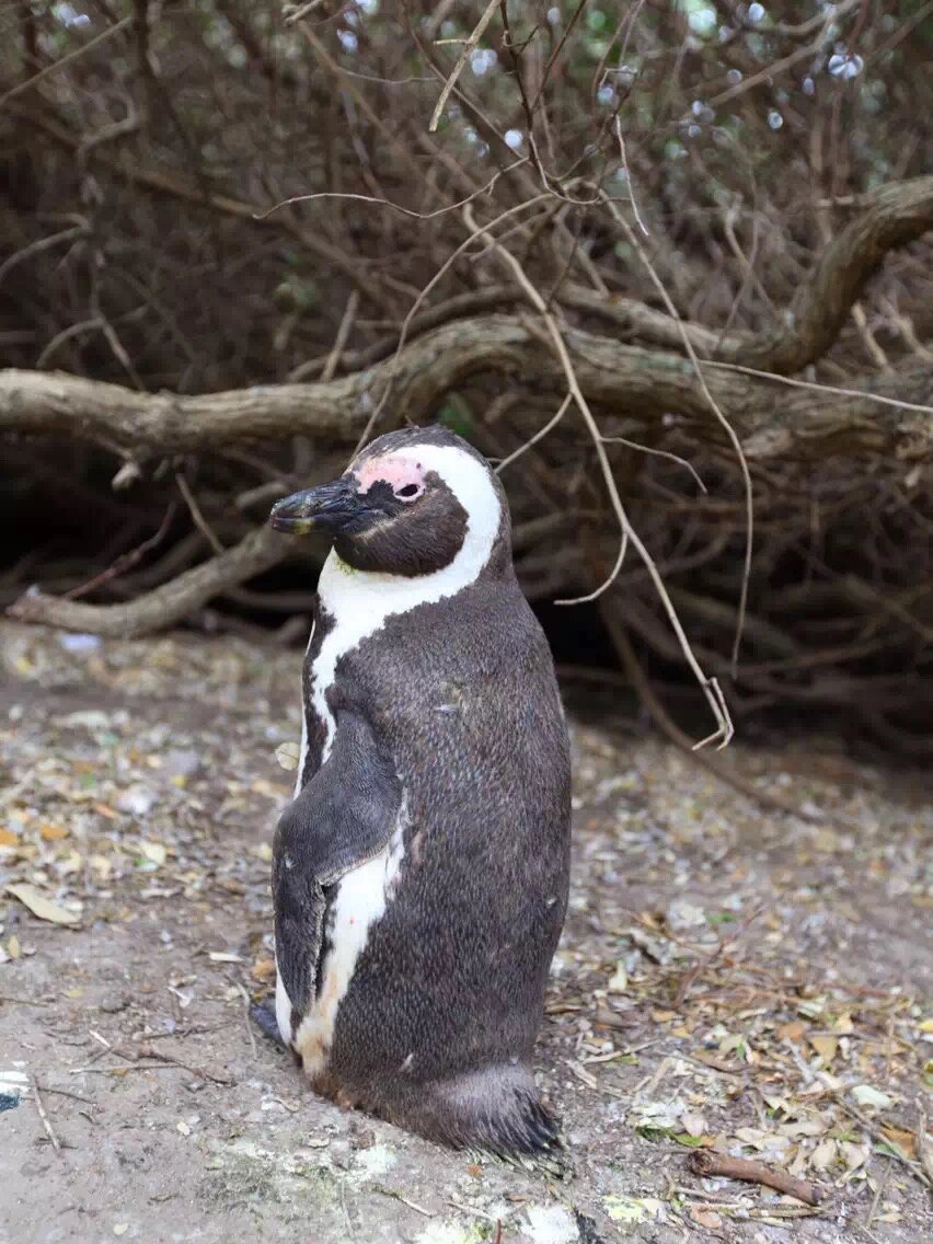 重度禽类恐惧症患者不怕企鹅 最近定了件期待已久的大事儿  付上2015