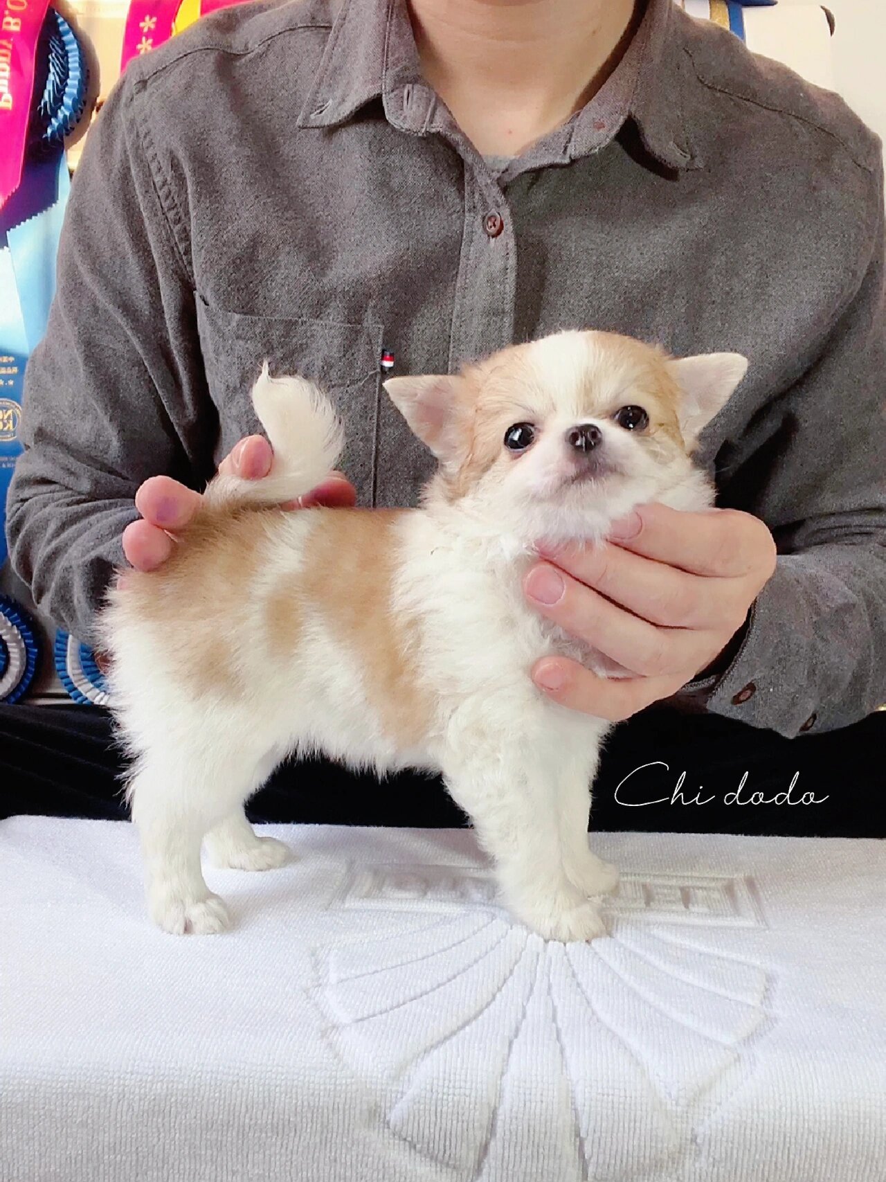 美系赛级长毛吉娃娃2月龄 全美系母娃,美国knockout,destinys