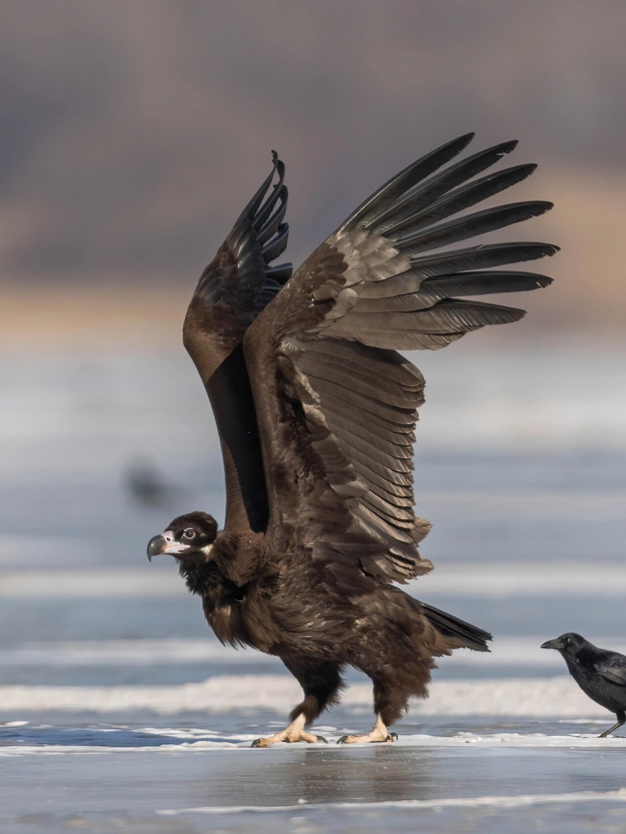 真正的东北座山雕:霸气深沉的大秃鹫