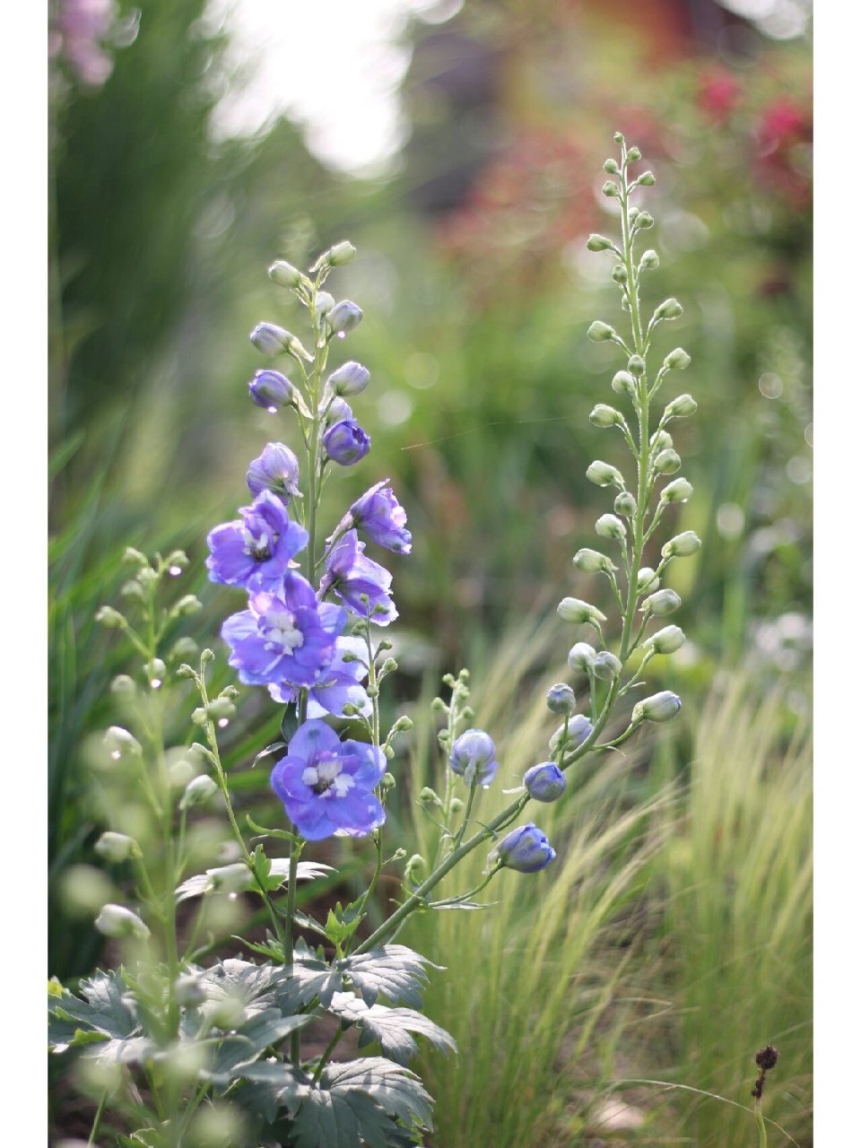 飞燕草(毛茛科飞燕草属) 别名(大花飞燕草,鸽子花,百部草,鸡爪连,干鸟
