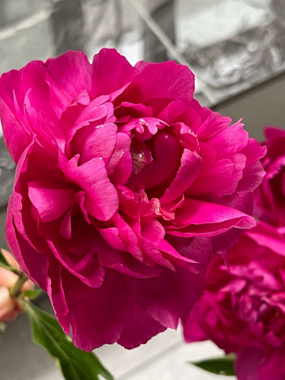 大富贵芍药开花了!好美! 芍药真的层次美到极致了!