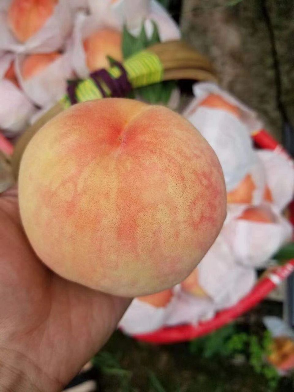 觅桃 | 龙泉驿水蜜桃"夏之梦"即将开始预售 龙泉驿水蜜桃大果!