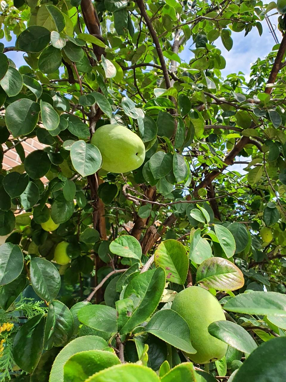 皱皮木瓜的大果实