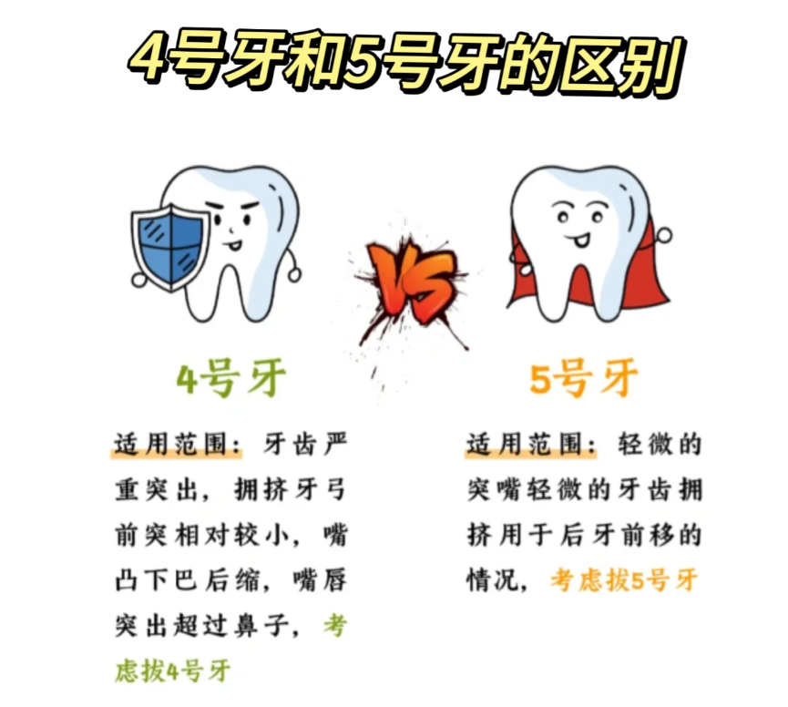 先来说一说4号牙和5号牙的位置 从门牙往后数第四颗为4号牙,第五颗为5