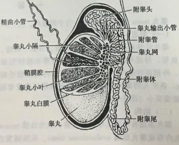 附睾紧挨着睾丸的后缘,分为头部,体部和尾部