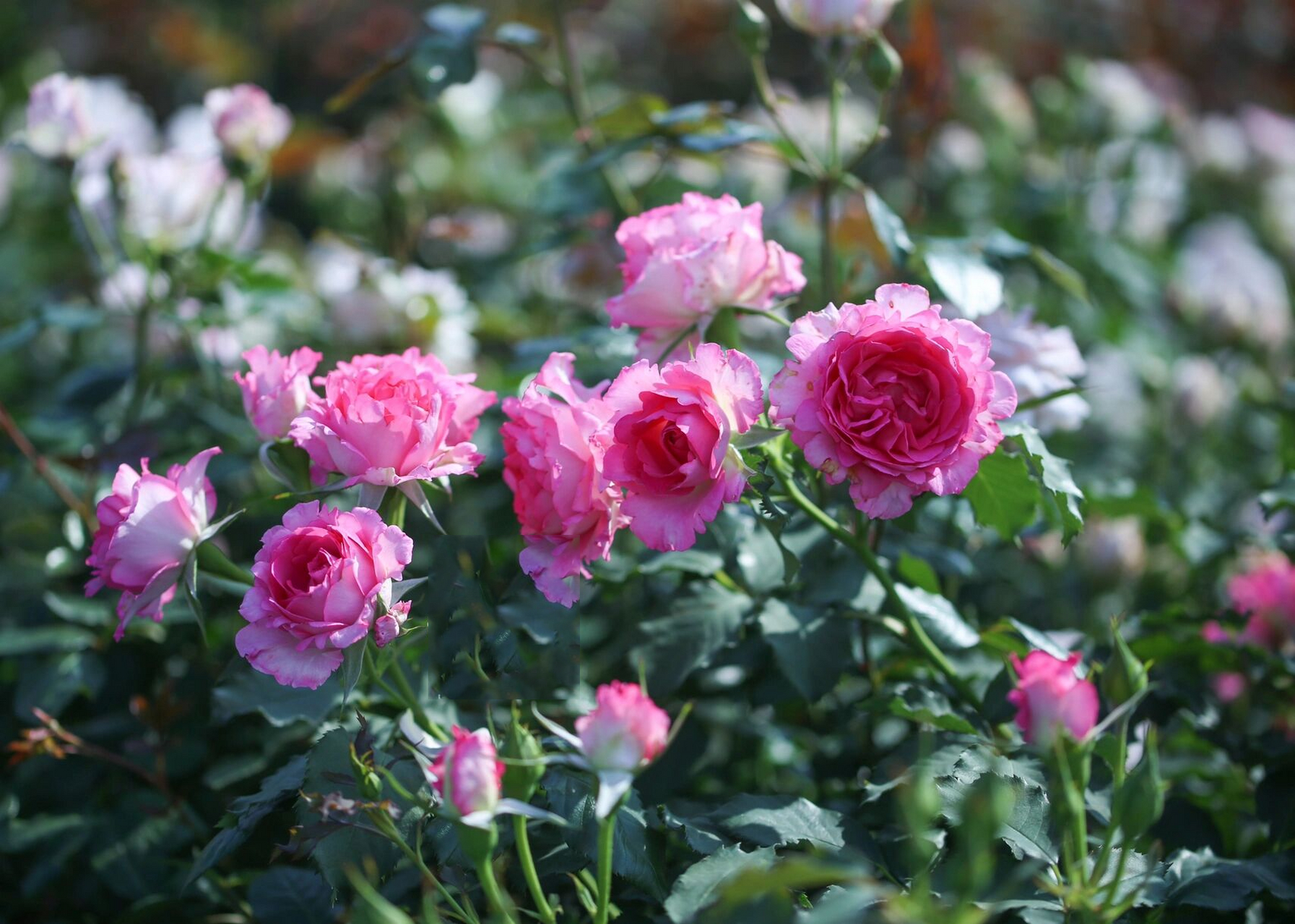 河本月季76615:粉红公主 粉红公主  ピンクオププリンセス  pink