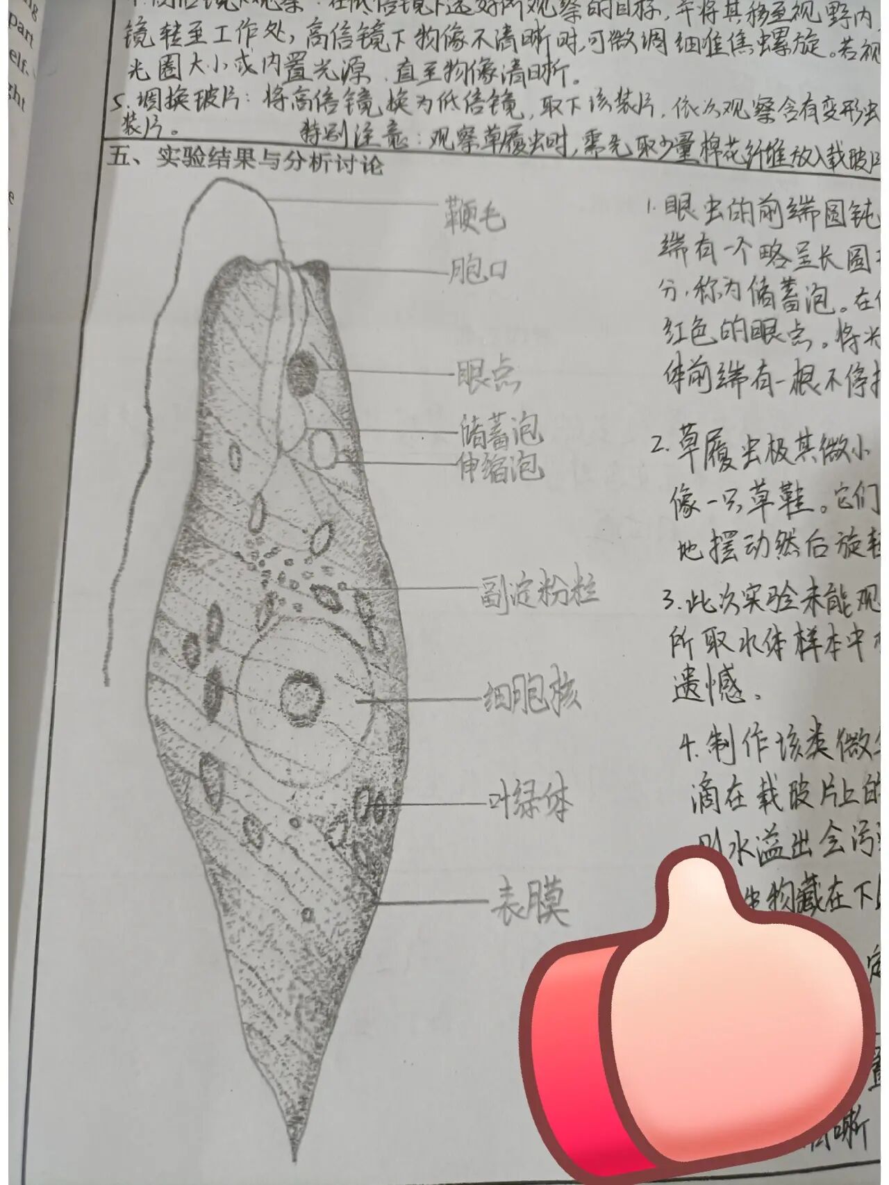眼虫草履虫变形虫实验报告