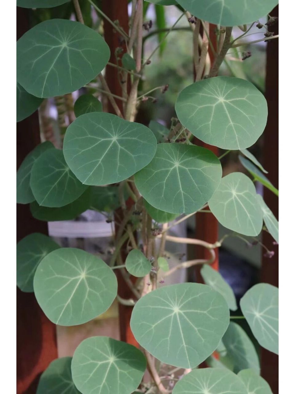 金不换/山乌龟来啦!特别的爬藤小植物!