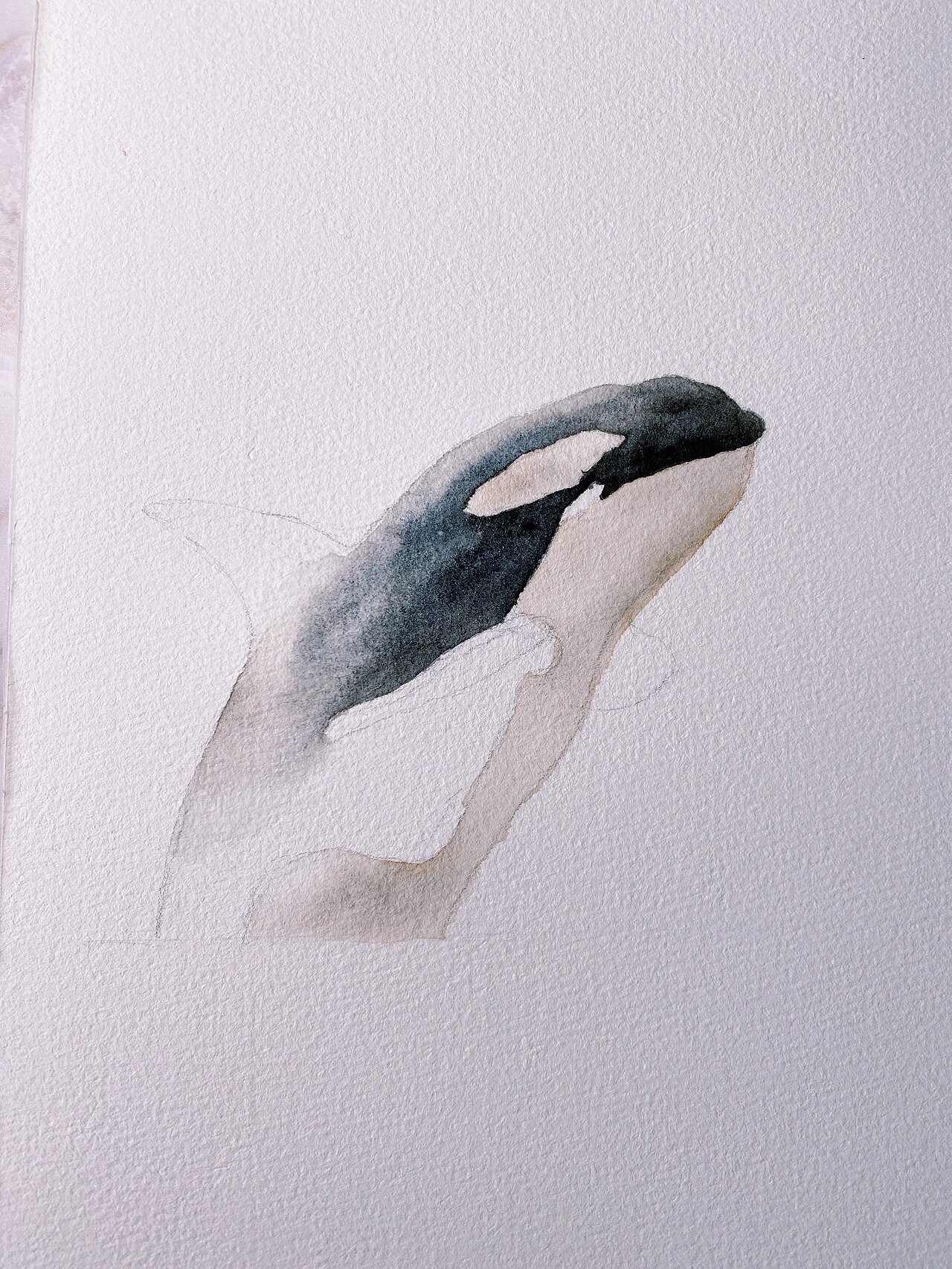 水彩动物 虎鲸 附过程图