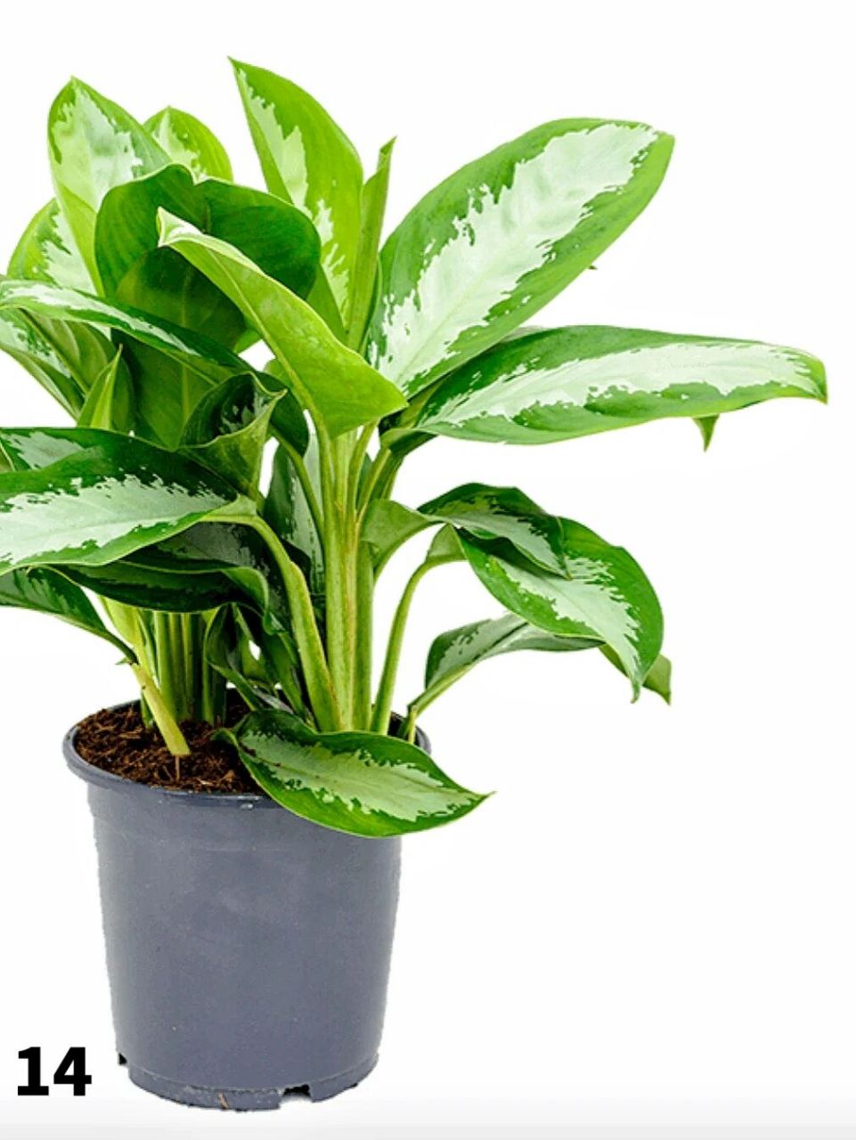 14个高颜值好养万年青品种推荐 万年青aglaonema起源东南亚亚热带地区