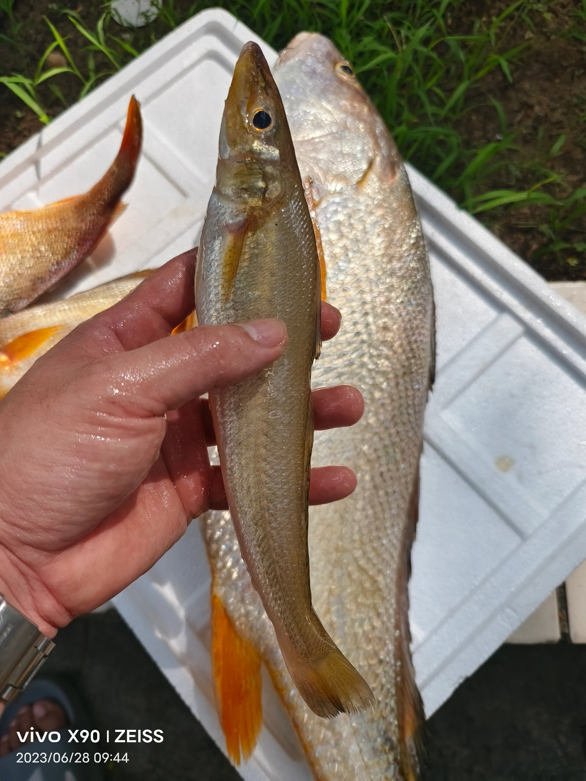 本港野生白花鱼 渔民夜钓渔获,早晨回港
