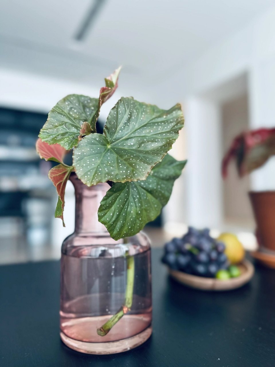 水培竹节海棠 从大枝上折下一根枝条 放在水里等待生根