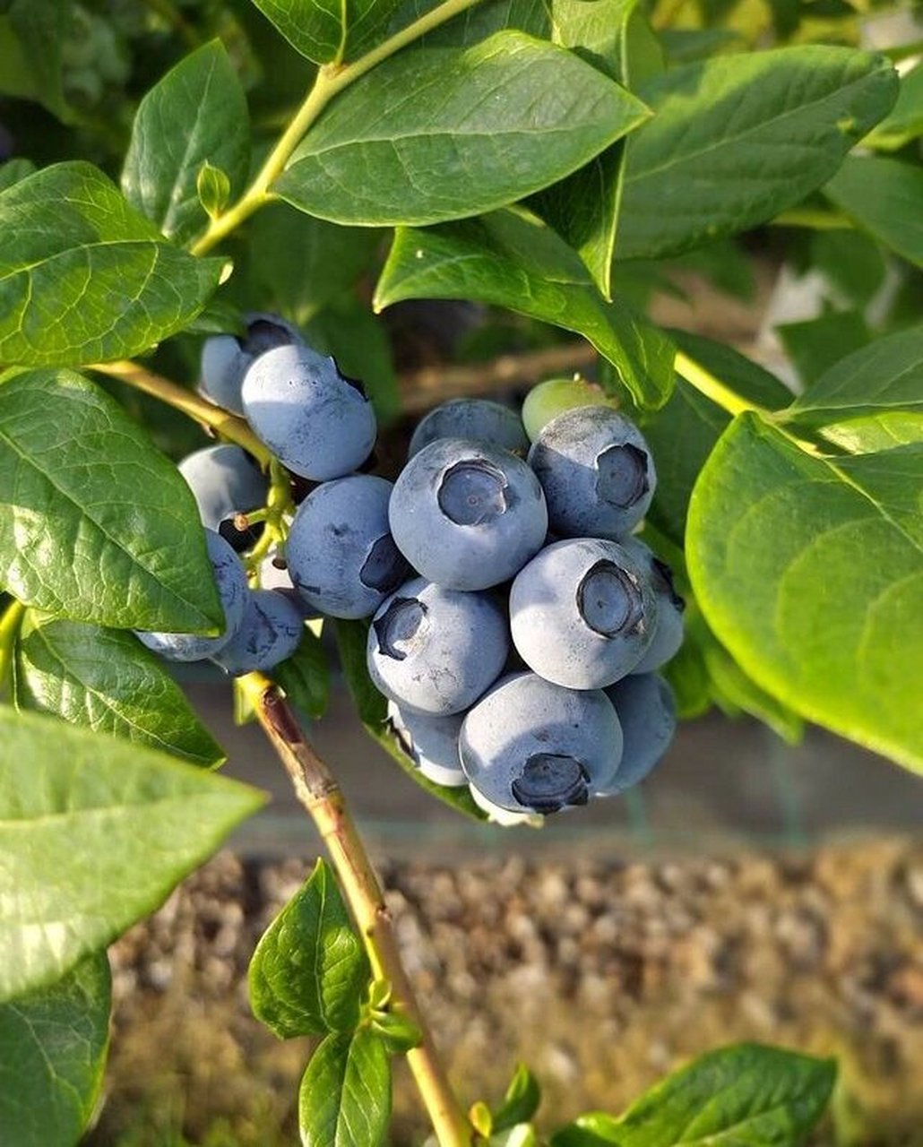 蓝莓串果品种推荐 蓝莓串果品种推荐:法新 智利杜克 莱格西 瑞卡 l .