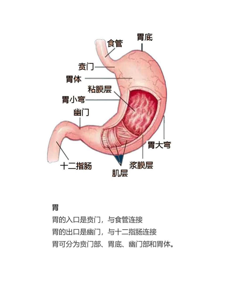 肠胃分解图图片