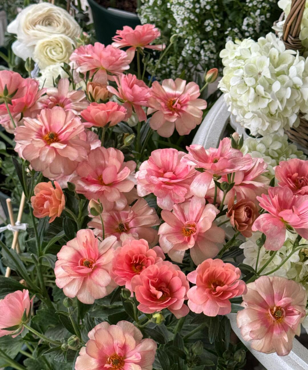 谁能拒绝如此美貌的鲑鱼色爱丽丝呢 !