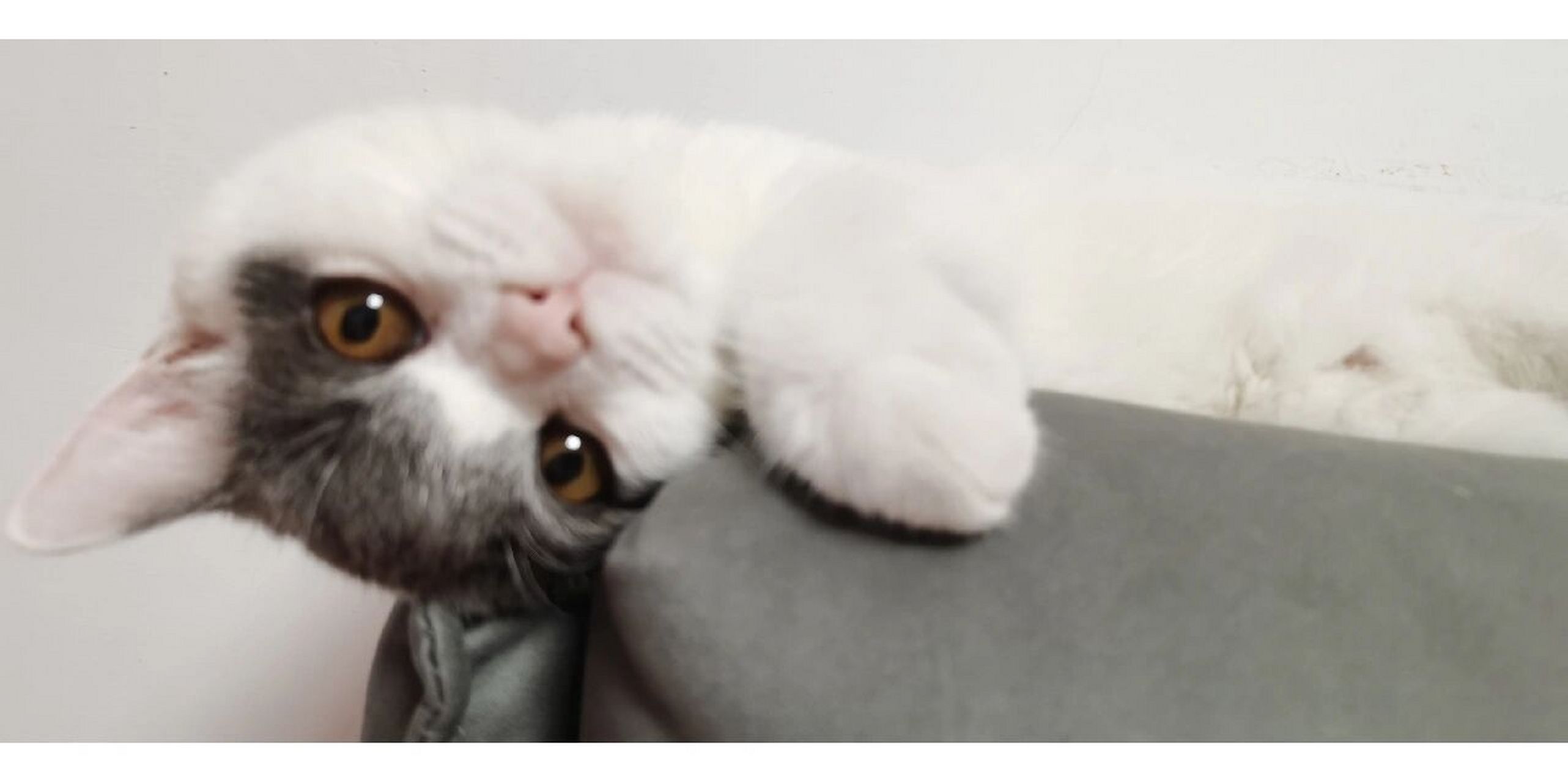 净梵猫真的很漂亮