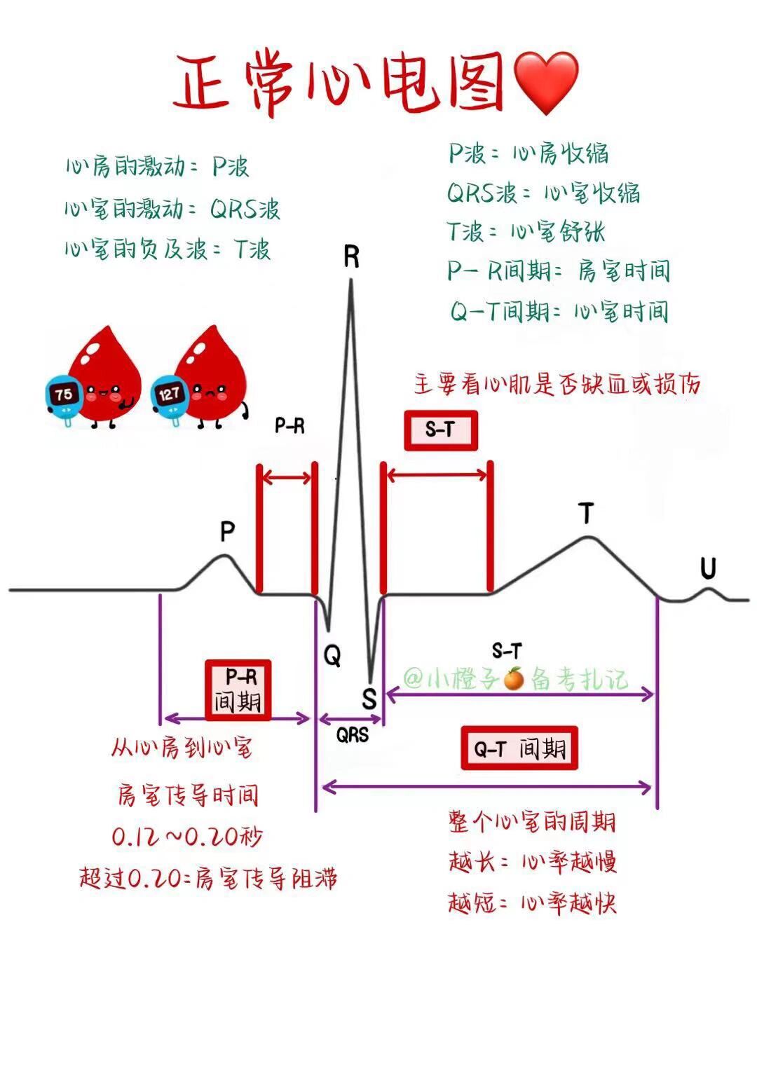 内科护理学|正常心电图❤️