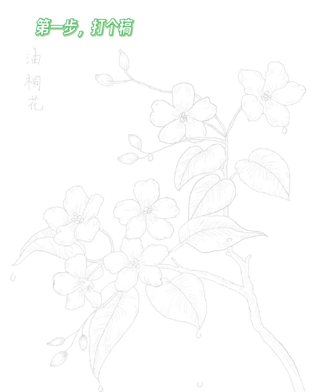 刺桐花白描图片