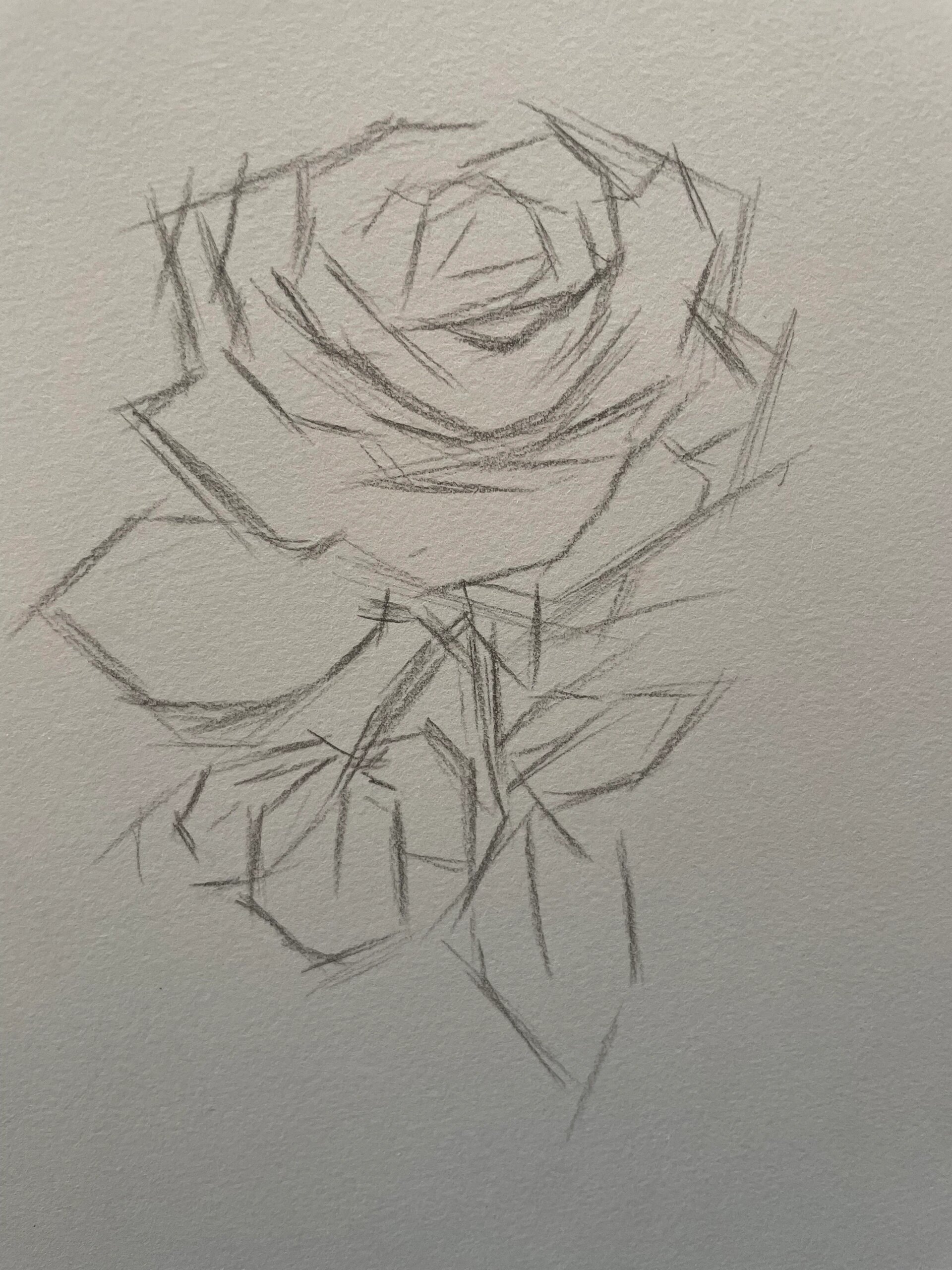 素描玫瑰花95步骤